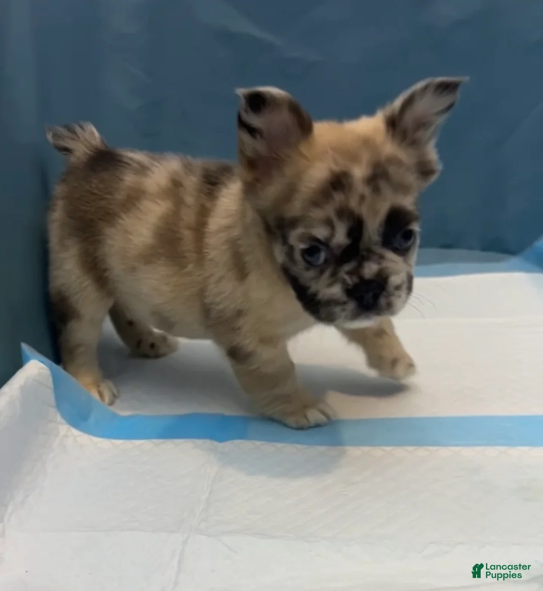French Bulldog dogs for sale: Lulu - Ad 2