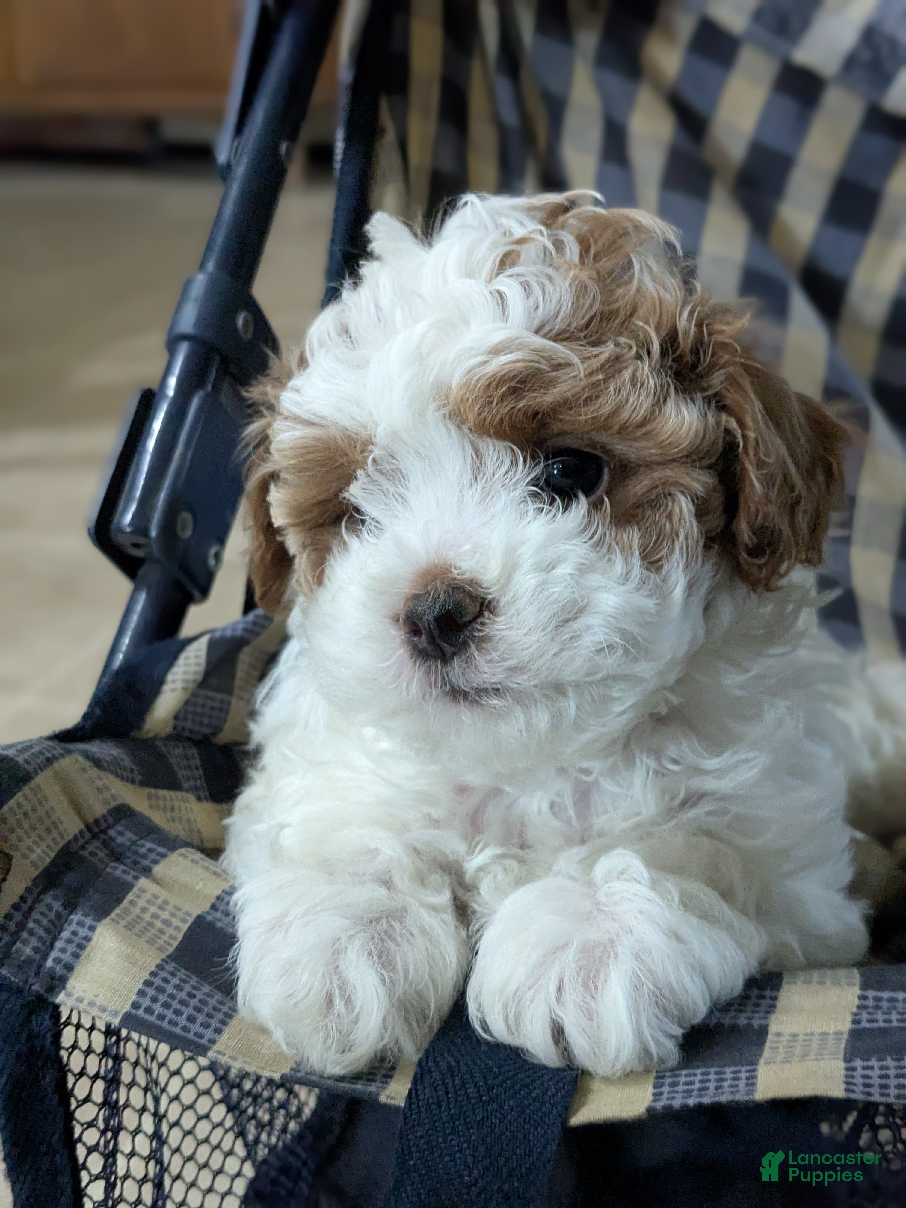 Mixed Breed dogs Lacy - Ad 1