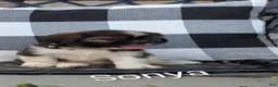 Mixed Breed dogs for sale: Sonya - Ad 6