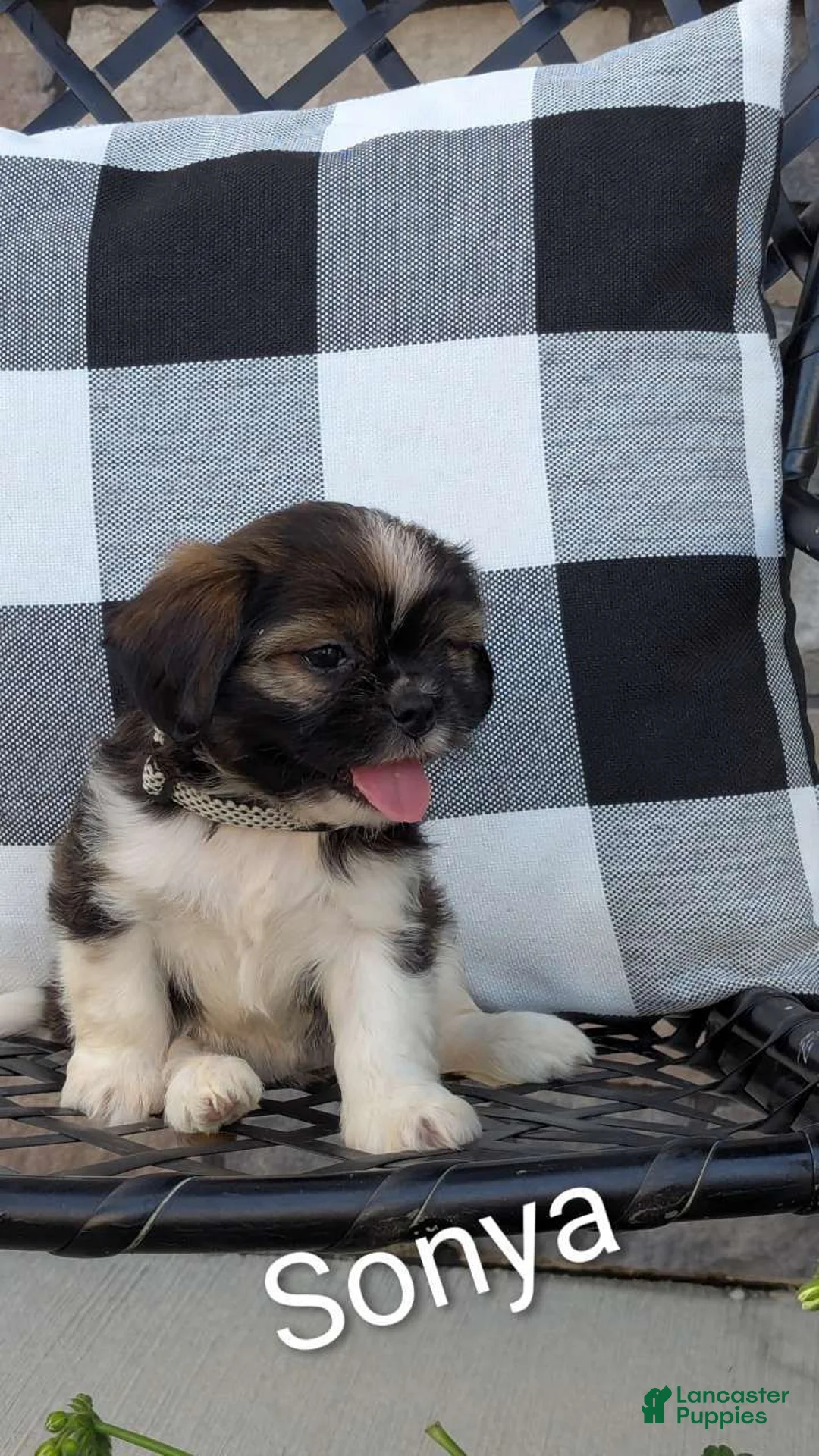 Mixed Breed dogs for sale: Sonya - Ad 6
