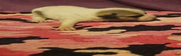 Chihuahua dogs for sale: Charlie - Ad 8