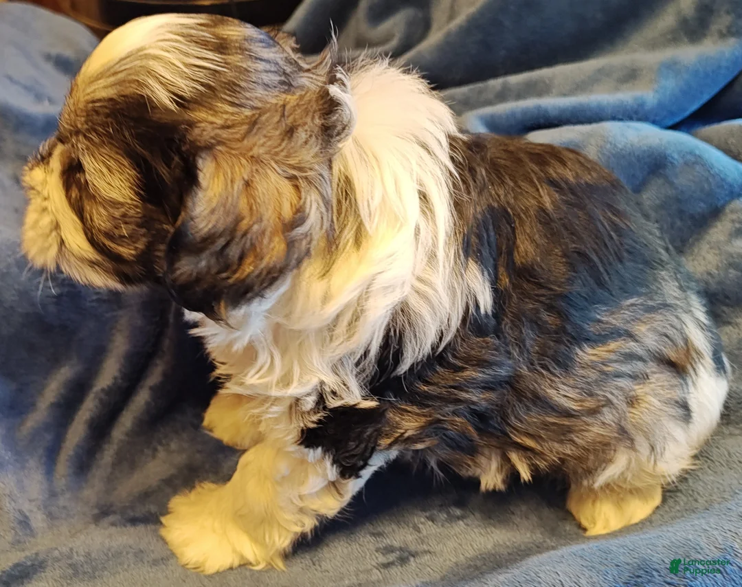 Miniature Schnauzer dogs for sale: Miniature Schnauzer Boy 3 - Ad 2