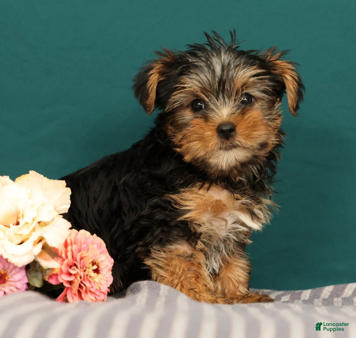 Yorkshire Terrier dogs Raven - Ad 1