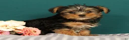 Yorkshire Terrier dogs for sale: Raven - Ad 1