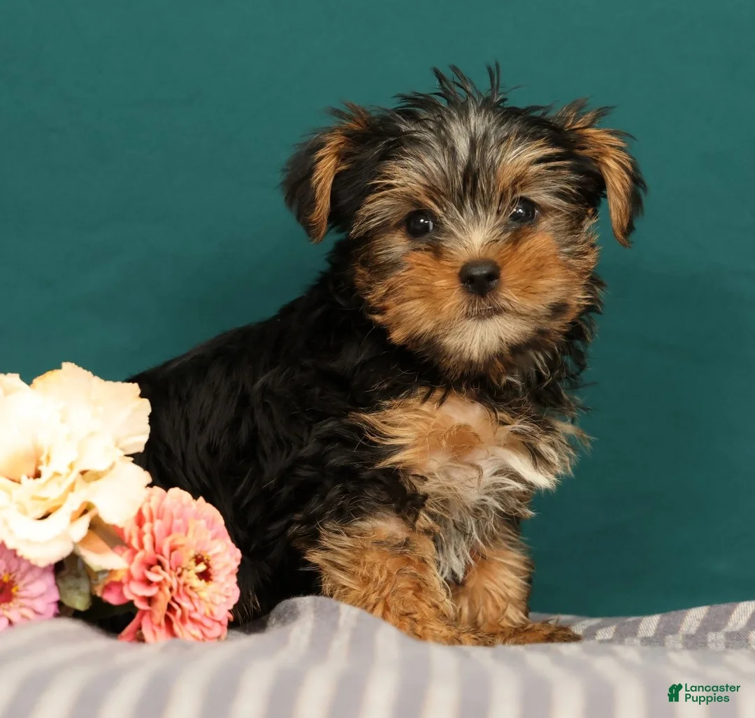 Yorkshire Terrier dogs for sale: Raven - Ad 1
