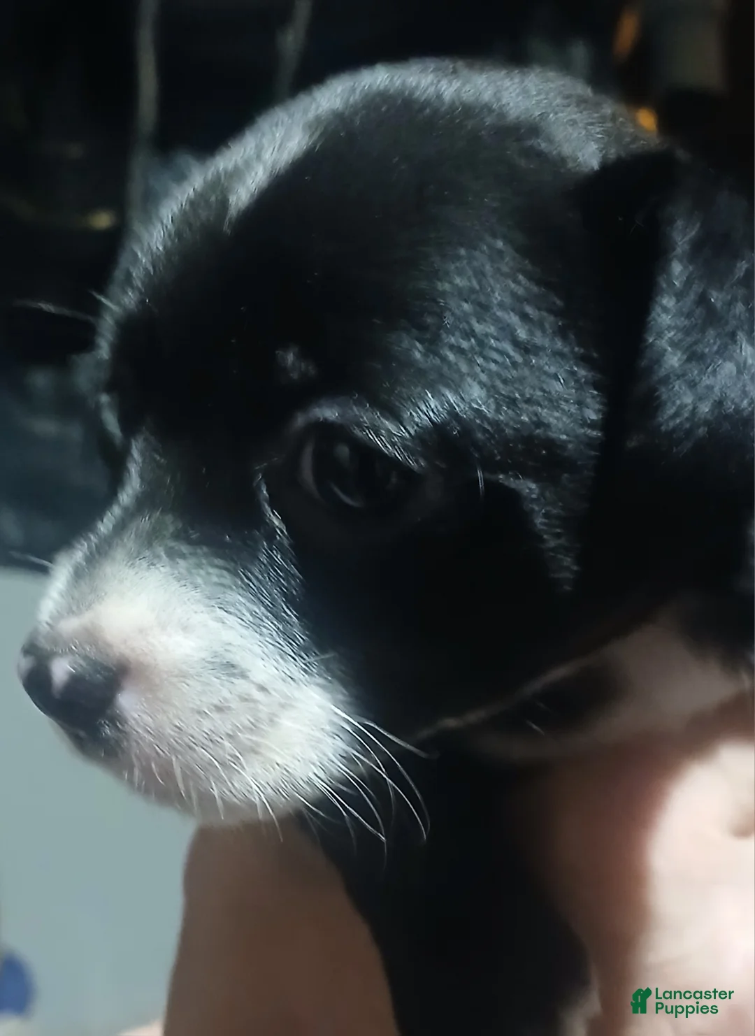 Chihuahua dogs for sale: Sunny ,         Chihuahua Puppy 3 - Ad 3