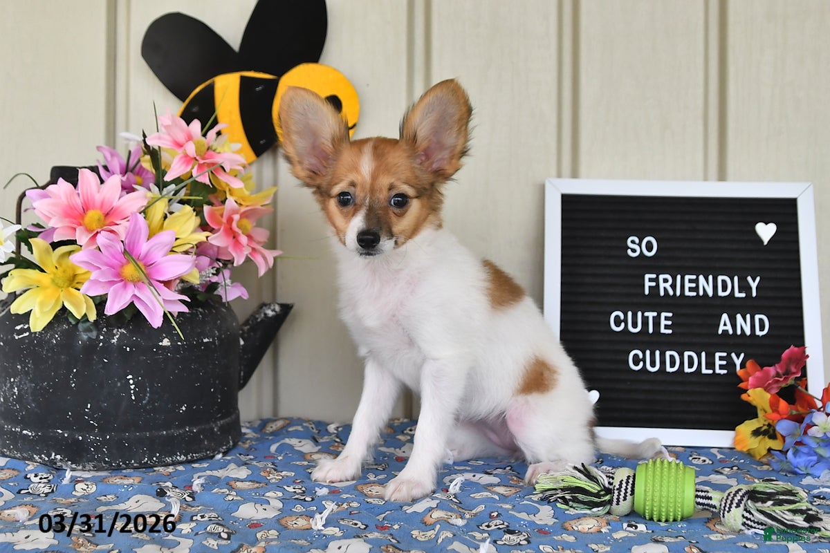 Papillon dogs Daisy - Ad 1