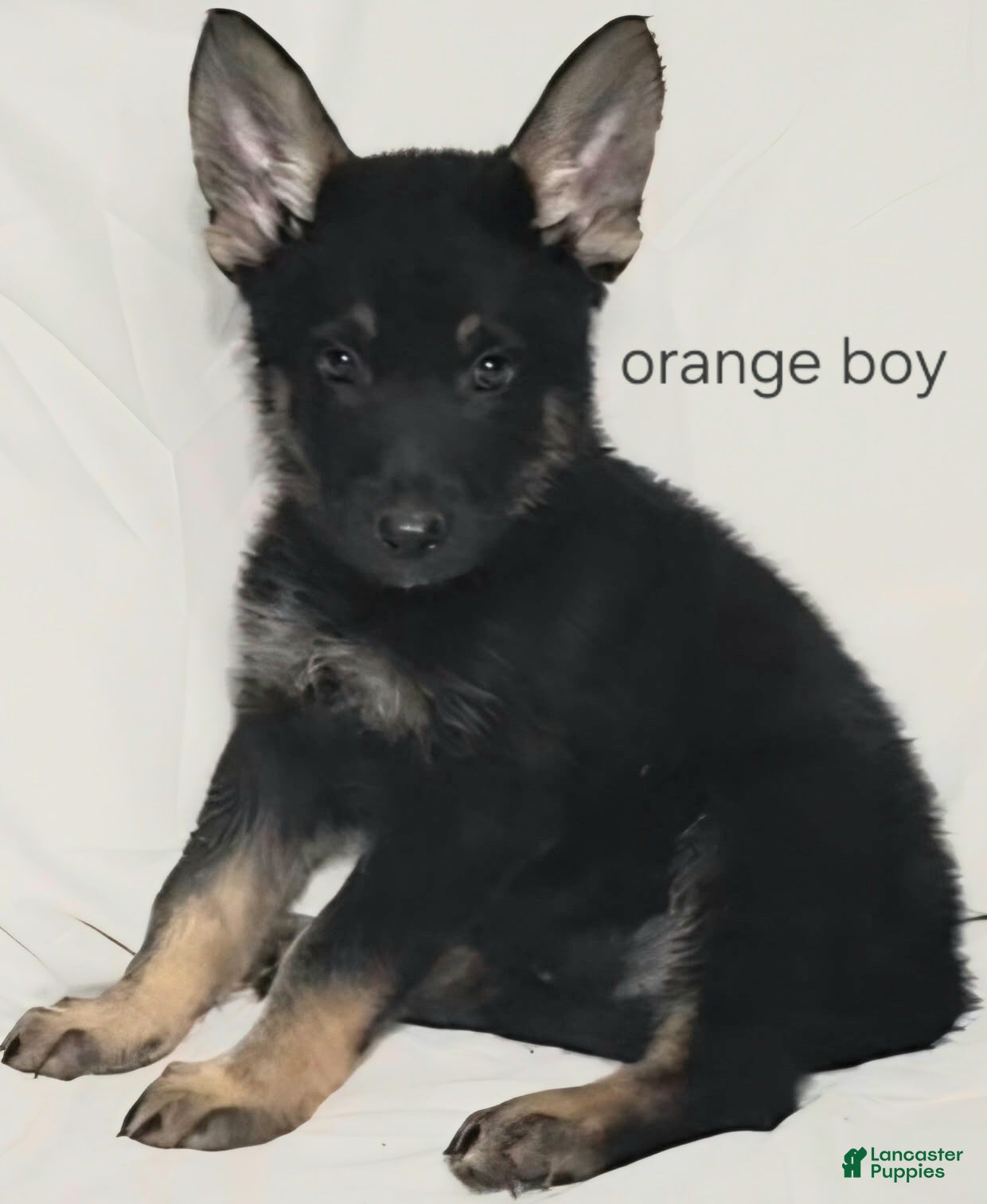 German Shepherd dogs Orange Boy - Ad 25