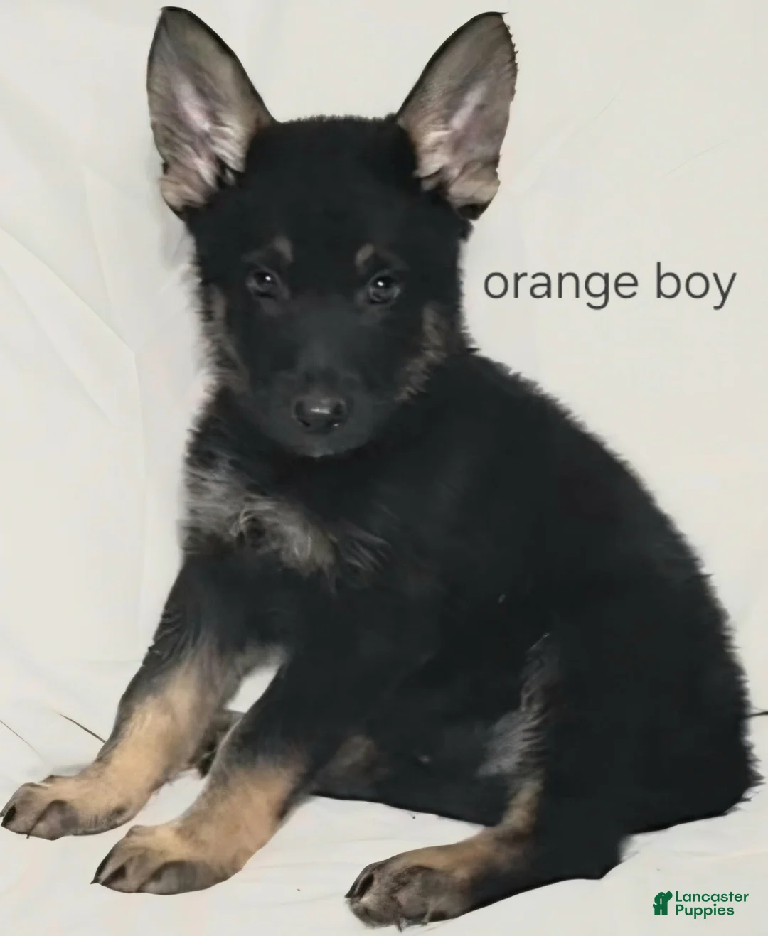 German Shepherd dogs for sale: Orange Boy - Ad 1