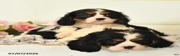 Cavalier King Charles Spaniel dogs for sale: Leslie - Ad 5