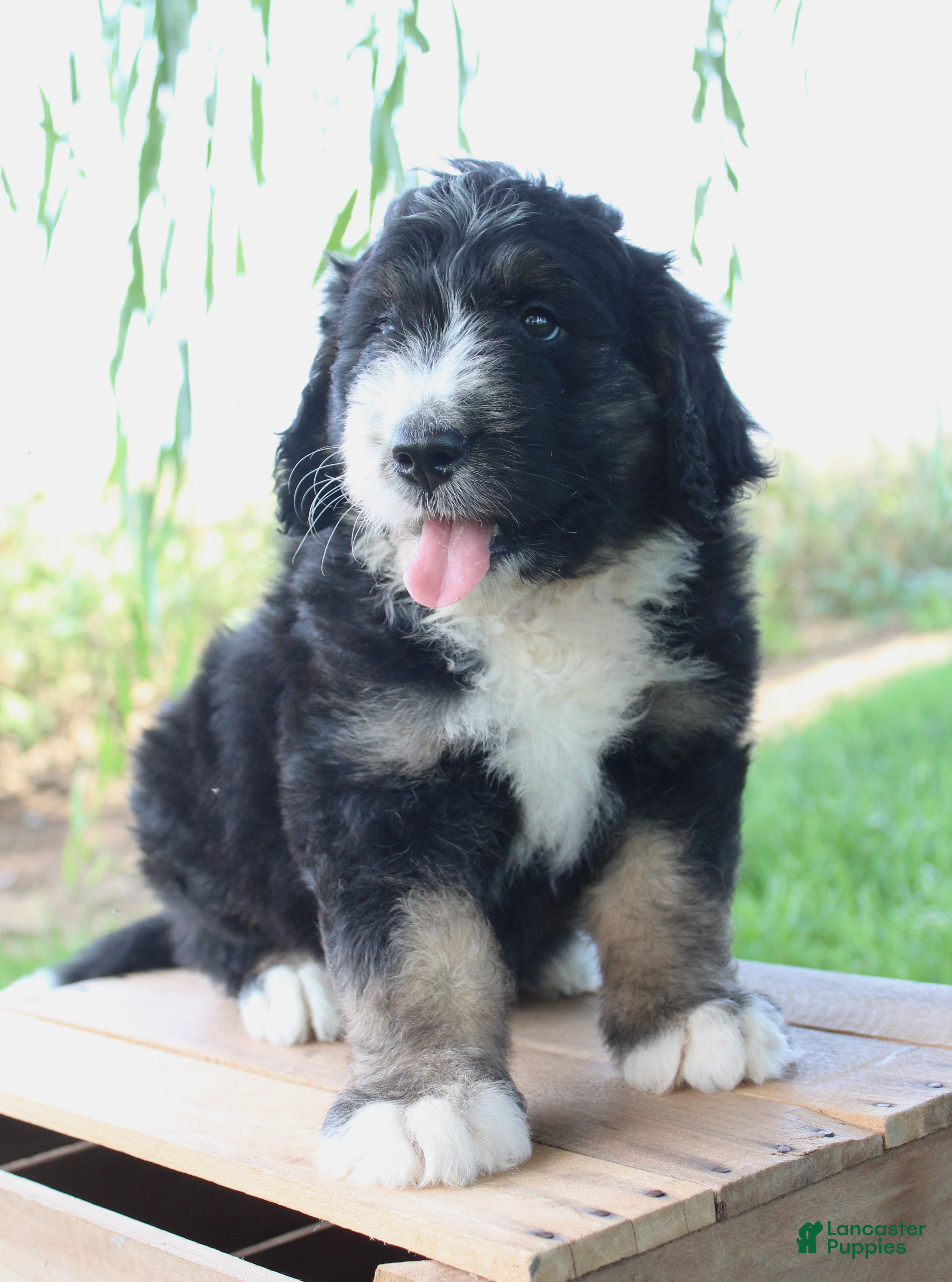 Bernedoodle dogs Hunter - Ad 1