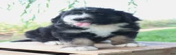 Bernedoodle dogs for sale: Hunter - Ad 1