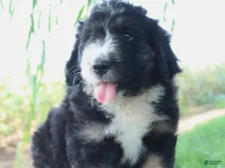 Bernedoodle dogs Hunter - Ad 1