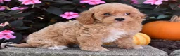 Bichpoo dogs for sale: Catelyn - Ad 4