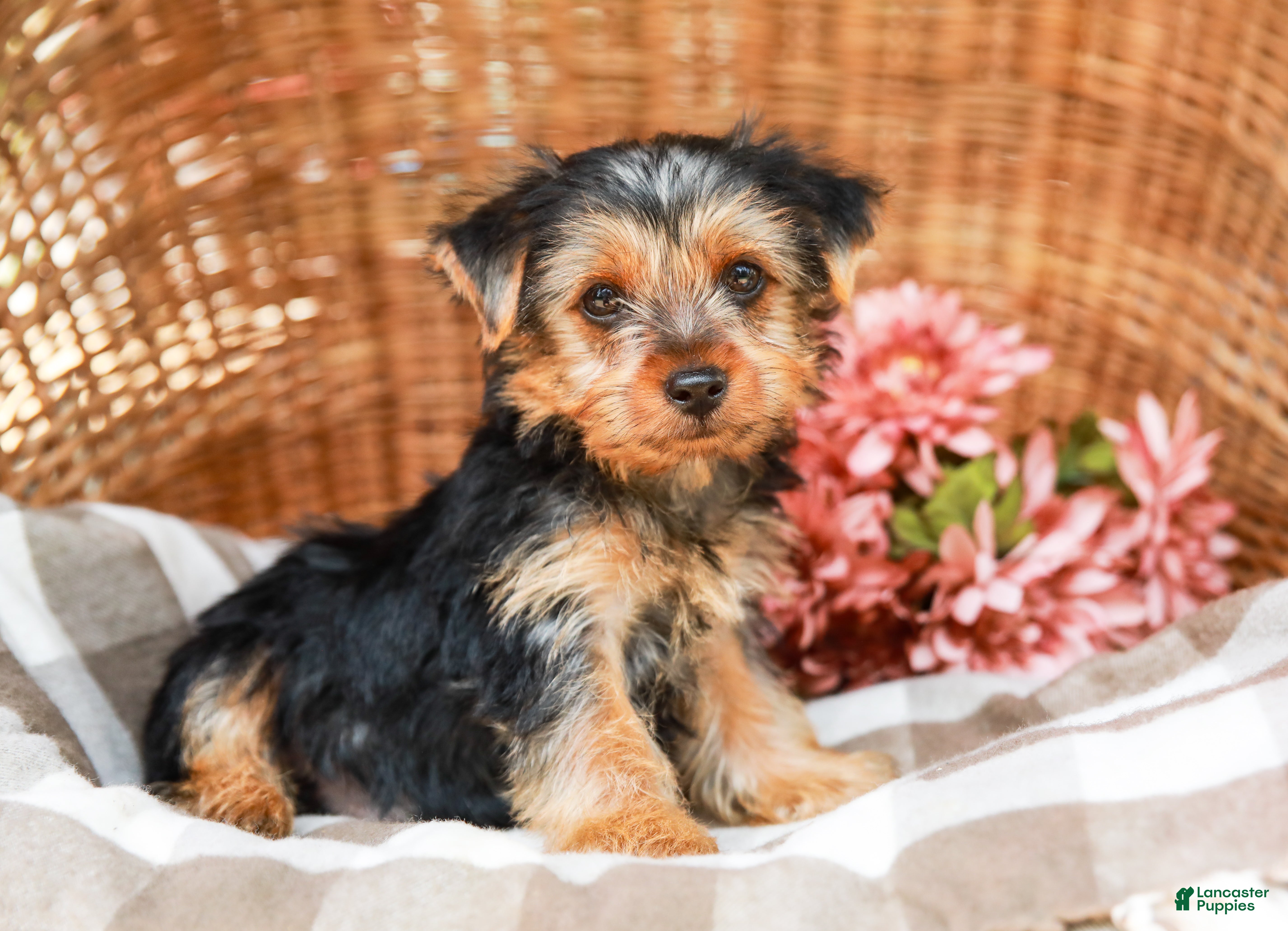Yorkshire Terrier dogs Mack - Ad 1