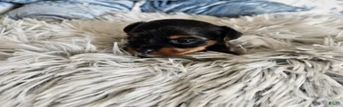 Yorkshire Terrier 4