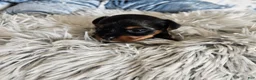 Yorkshire Terrier dogs for sale: Yorkshire Terrier 4 - Ad 1