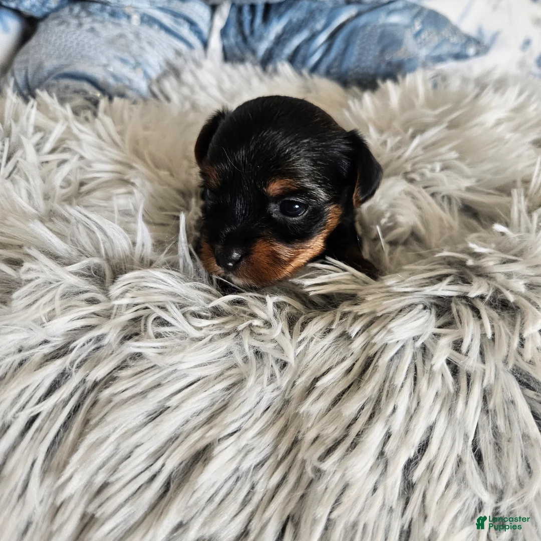 Yorkshire Terrier dogs for sale: Yorkshire Terrier 4 - Ad 1