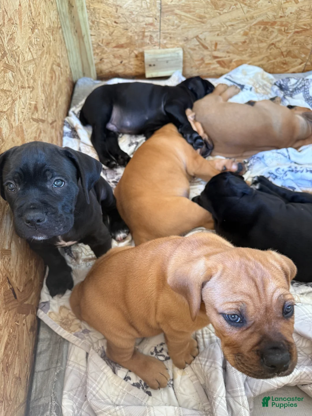 Cane Corso dogs for sale: Cane Corso Puppy 4 - Ad 1