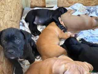 Cane Corso dogs Cane Corso Puppy 4 - Ad 9