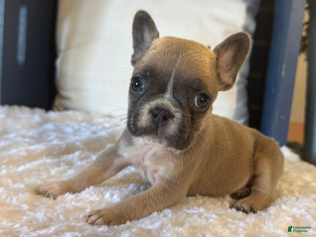 French Bulldog dogs for sale: Alex - Ad 28