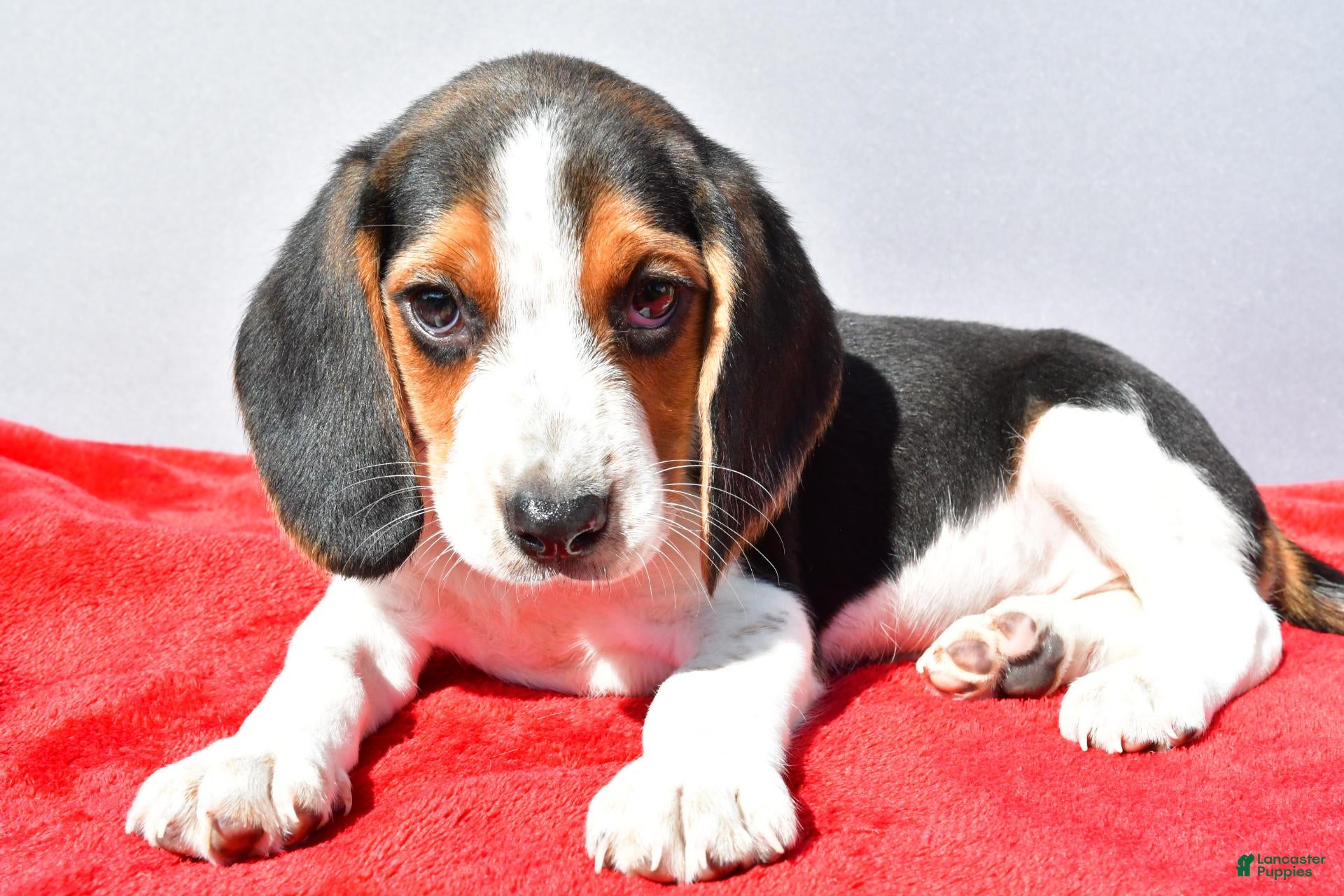 Beagle dogs Dakota - Ad 2