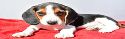 Beagle dogs for sale: Dakota - Ad 2