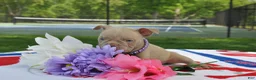 American Bully dogs for sale: American Bully Puppy 4 - Ad 2
