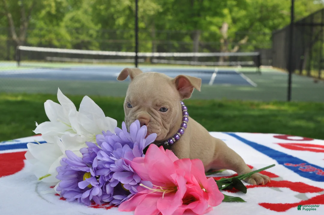 American Bully dogs for sale: American Bully Puppy 4 - Ad 2