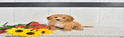 Mini Goldendoodle dogs for sale: Beau - Ad 1