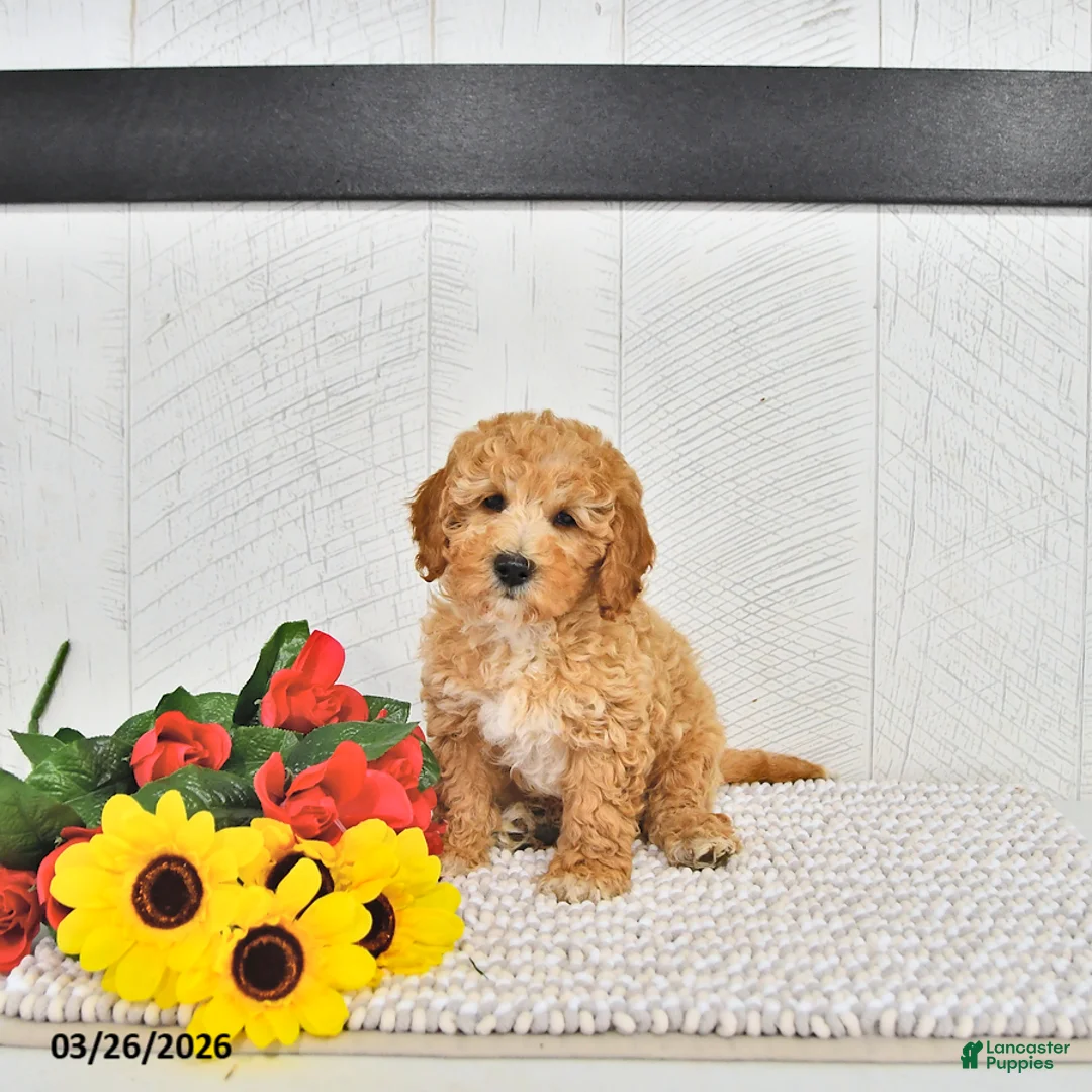 Mini Goldendoodle dogs for sale: Beau - Ad 1