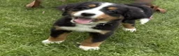 Bernese Mountain Dog dogs for sale: Gracie - Ad 6