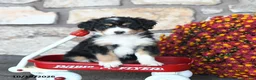 Mini Bernedoodle dogs for sale: Prince   - Ad 1