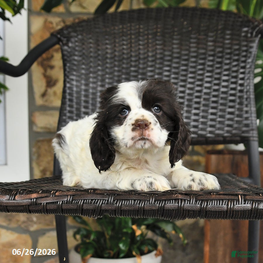 English Cocker Spaniel dogs Tango - Ad 2