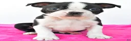 Boston Terrier dogs for sale: Raven - Ad 6