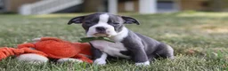 Boston Terrier dogs for sale: Bradie - Ad 19