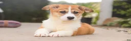Welsh Corgi Pembroke dogs for sale: Cap'n Crunch Welsh Corgi Pembroke  - Ad 8
