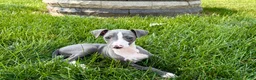 Italian Greyhound dogs for sale: Shane - Ad 12