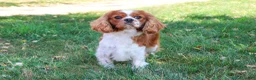 Cavalier King Charles Spaniel dogs for sale: Rambo  - Ad 5