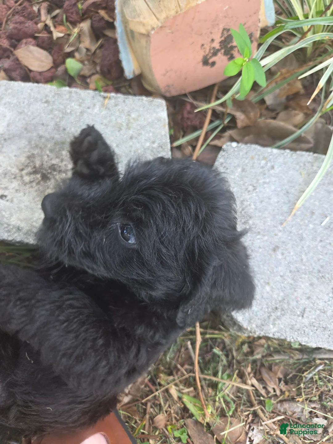 Mixed Breed dogs for sale: Clyde - Ad 2