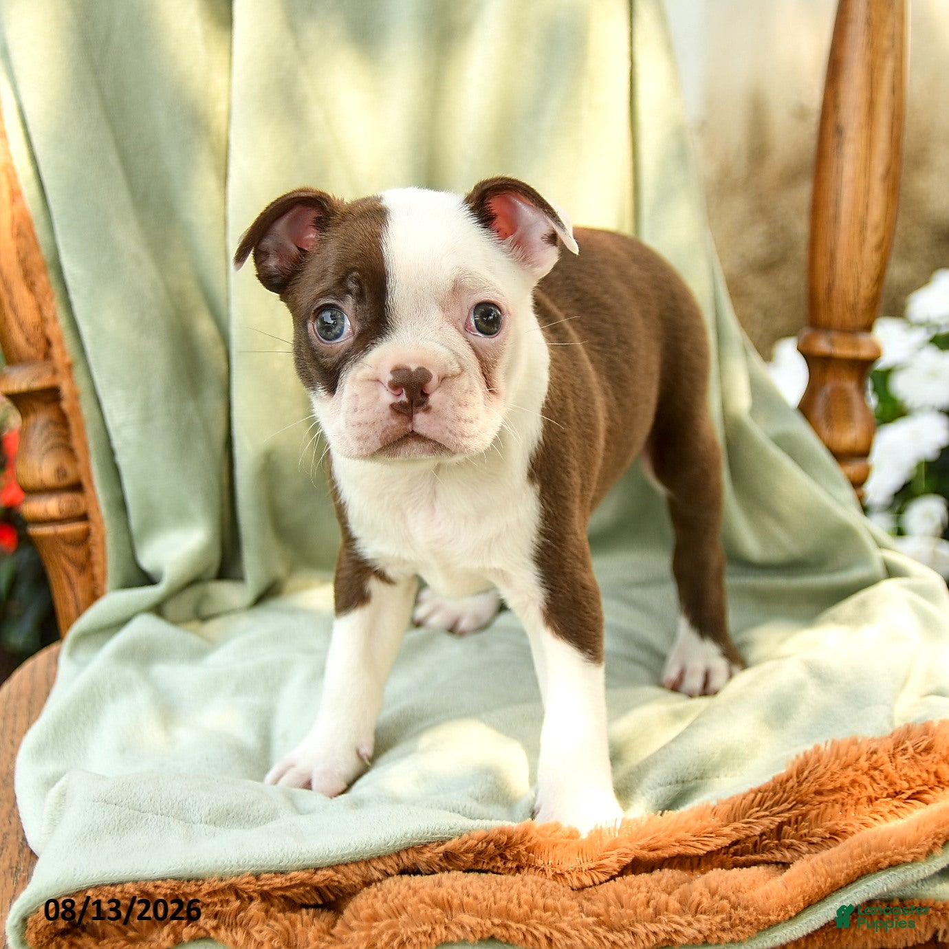 Boston Terrier dogs Bryce - Ad 1