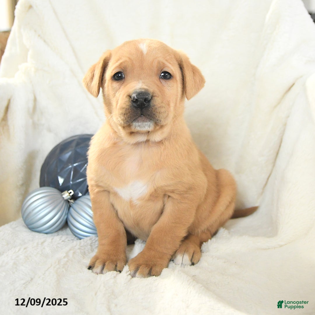 Mixed Breed dogs for sale: Monty - Ad 1