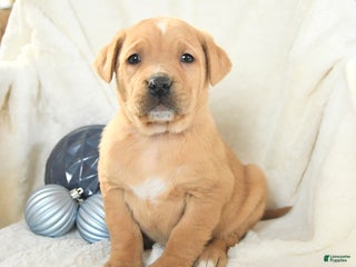 Mixed Breed dogs for sale: Monty - Ad 2
