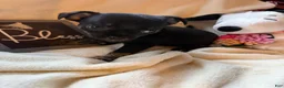 Chihuahua dogs for sale: Little blacky - Ad 3