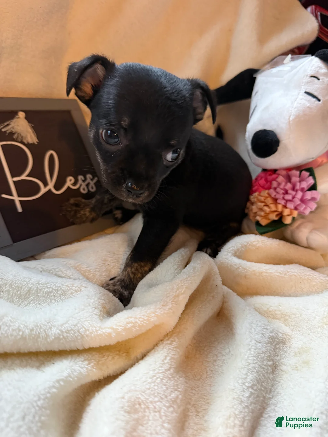 Chihuahua dogs for sale: Little blacky - Ad 3