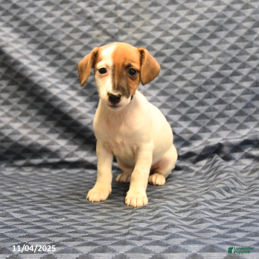 Jack Russell Terrier dogs for sale: Boots - Ad 2