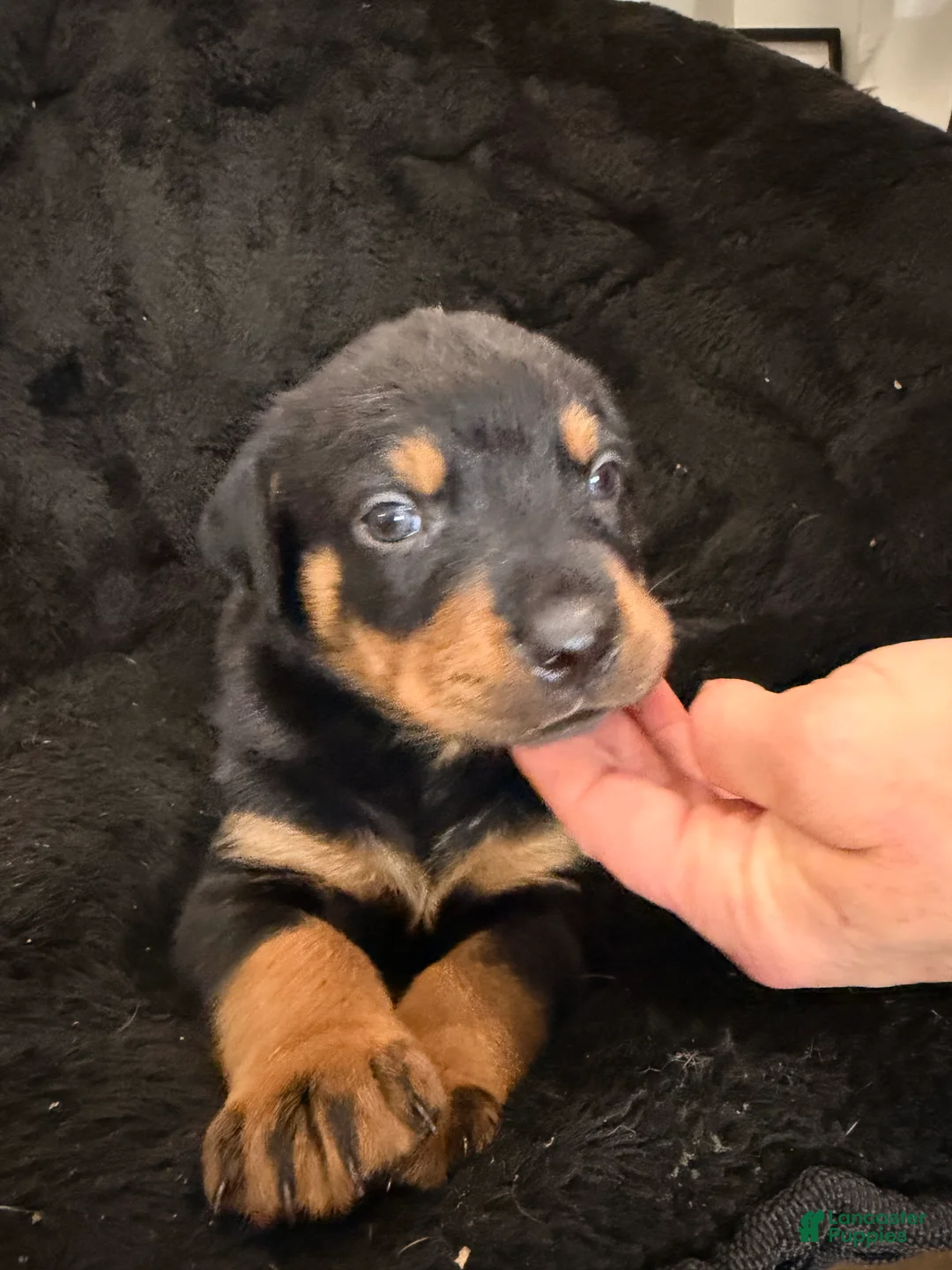 Rottweiler dogs for sale: Rottweiler Puppy 6 - Ad 4