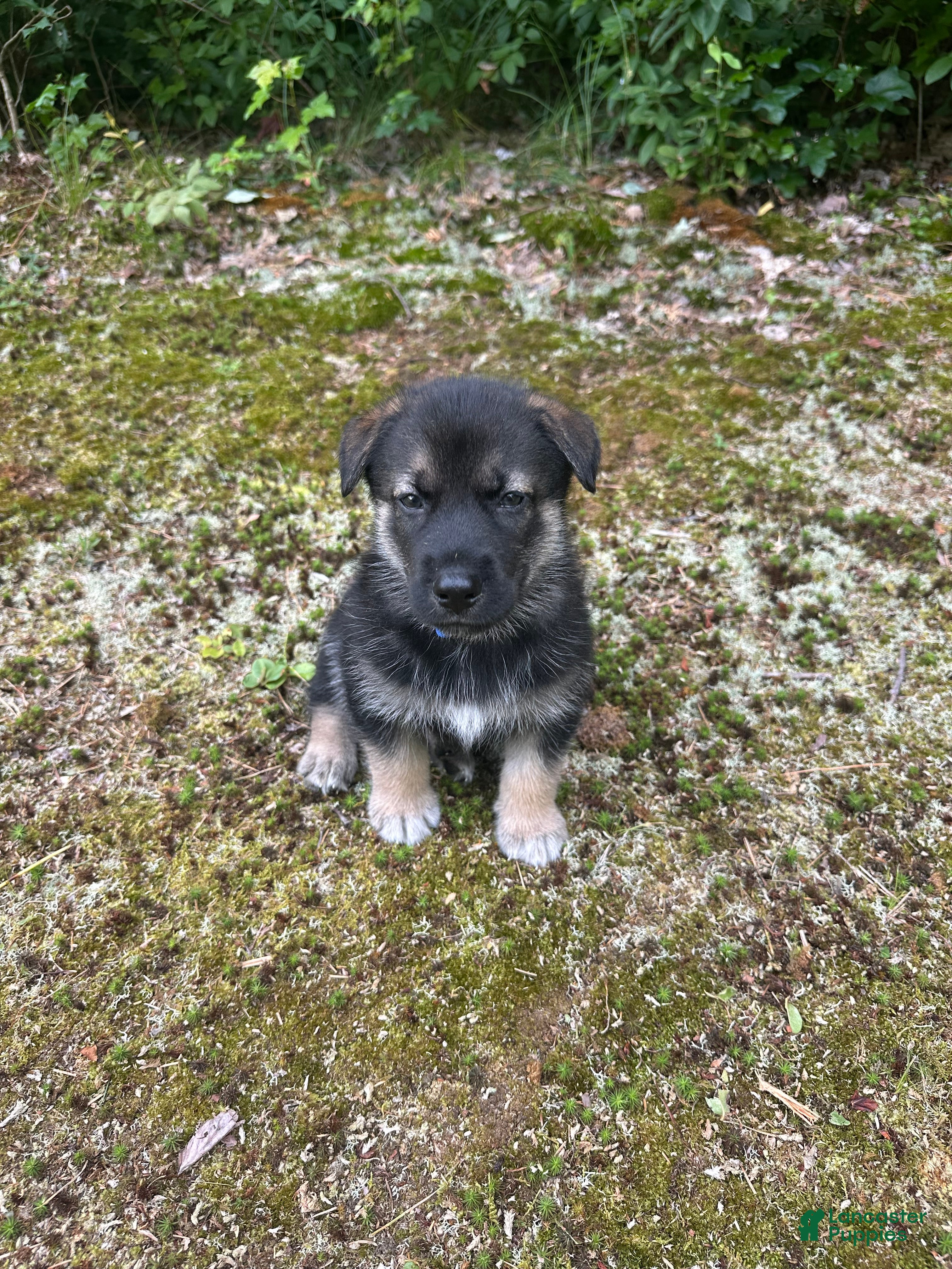 Gerberian Shepsky dogs Gerberian Shepsky 3 - Ad 13