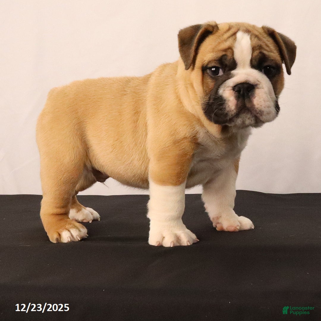 English Bulldog dogs for sale: Sebastian - Ad 7