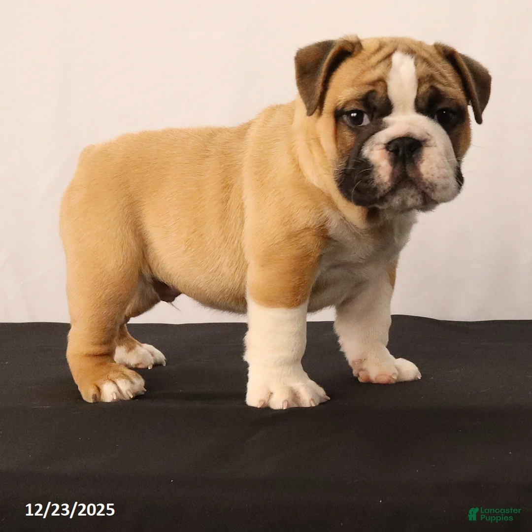 English Bulldog dogs for sale: Sebastian - Ad 7